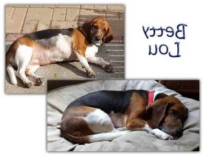 Basset Hound Rescue Georgia