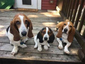 Basset Hound Rescue Illinois