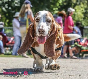 Basset Hound Rescue Indiana
