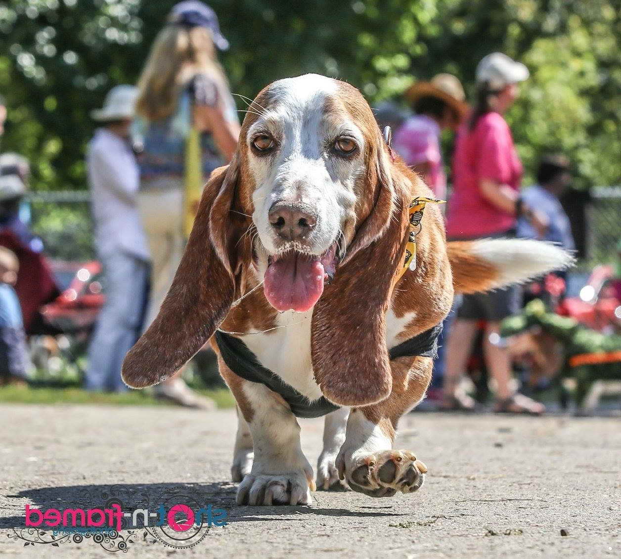 Basset Hound Rescue Indiana | PETSIDI