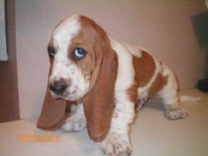 Basset Hound Rescue Iowa
