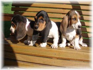 Basset Hound Rescue Mi