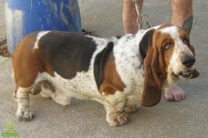 Basset Hound Rescue Missouri