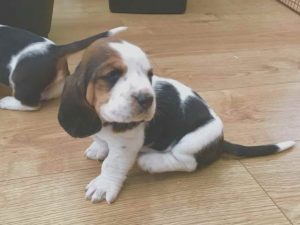 Basset Hound Rescue Mn