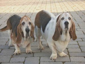 Basset Hound Rescue Montana
