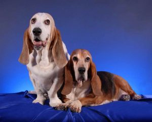 Basset Hound Rescue Nj