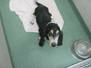 Basset Hound Rescue Nm
