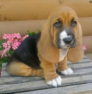 Basset Hound Rescue Pennsylvania
