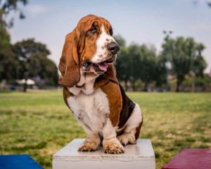 Basset Hound Rescue San Diego