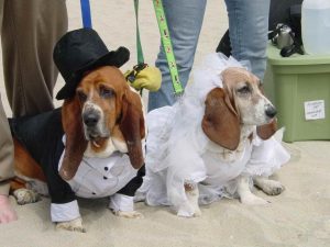 Basset Hound Rescue Socal