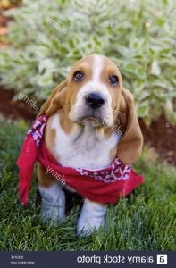 Basset Hound Scarf
