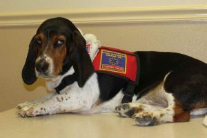 Basset Hound Service Dog