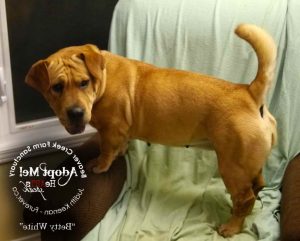 Basset Hound Shar Pei Mix Puppies For Sale