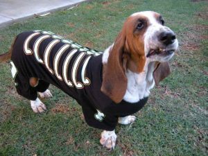 Basset Hound Shelter