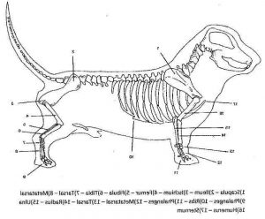Basset Hound Skeleton