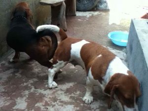 Basset Hound Stud Service