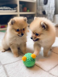 Adopt Teacup Pomeranian Puppies From Breeders Or Pet Stores