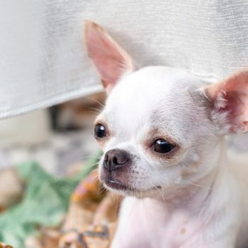 Applehead Chihuahua For Sale In Texas