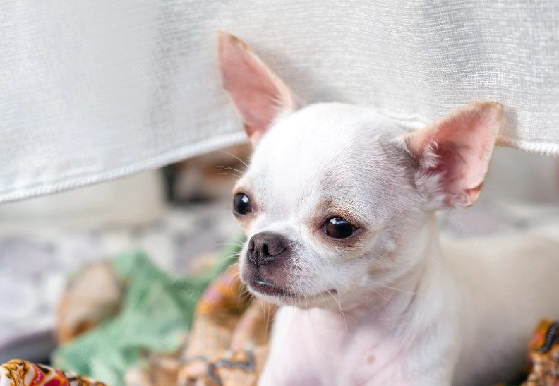 Applehead Chihuahua For Sale In Texas