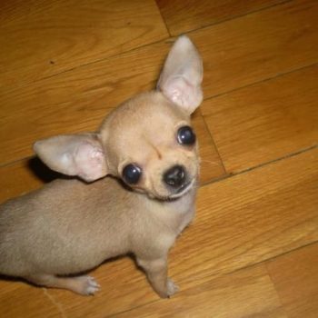 Baby Chihuahua
