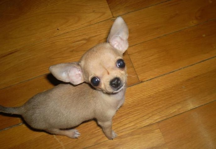 Baby Chihuahua For Free