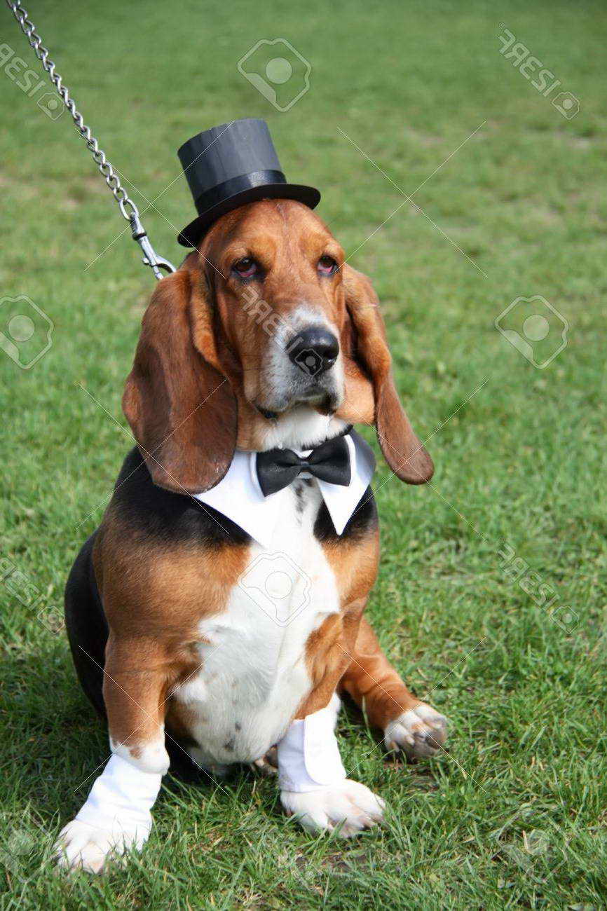 Basset Hound Tie