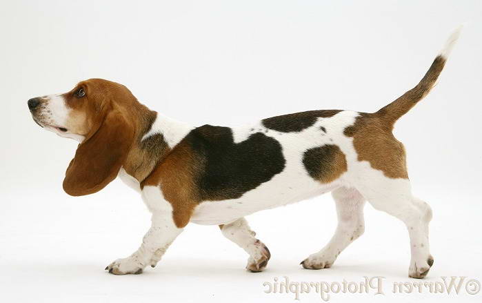 Basset Hound Walking