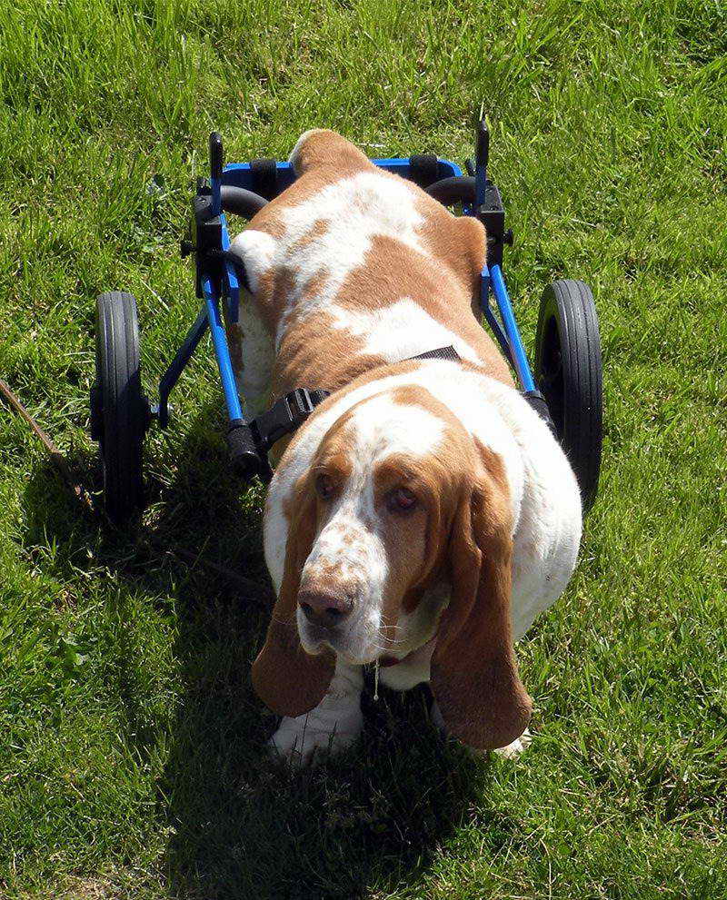 Basset Hound Wheelchair