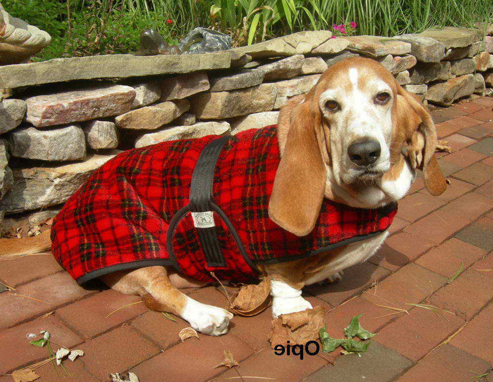 Basset Hound Winter Coats