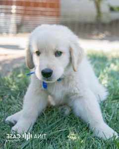 Bay Area Golden Retriever Puppies