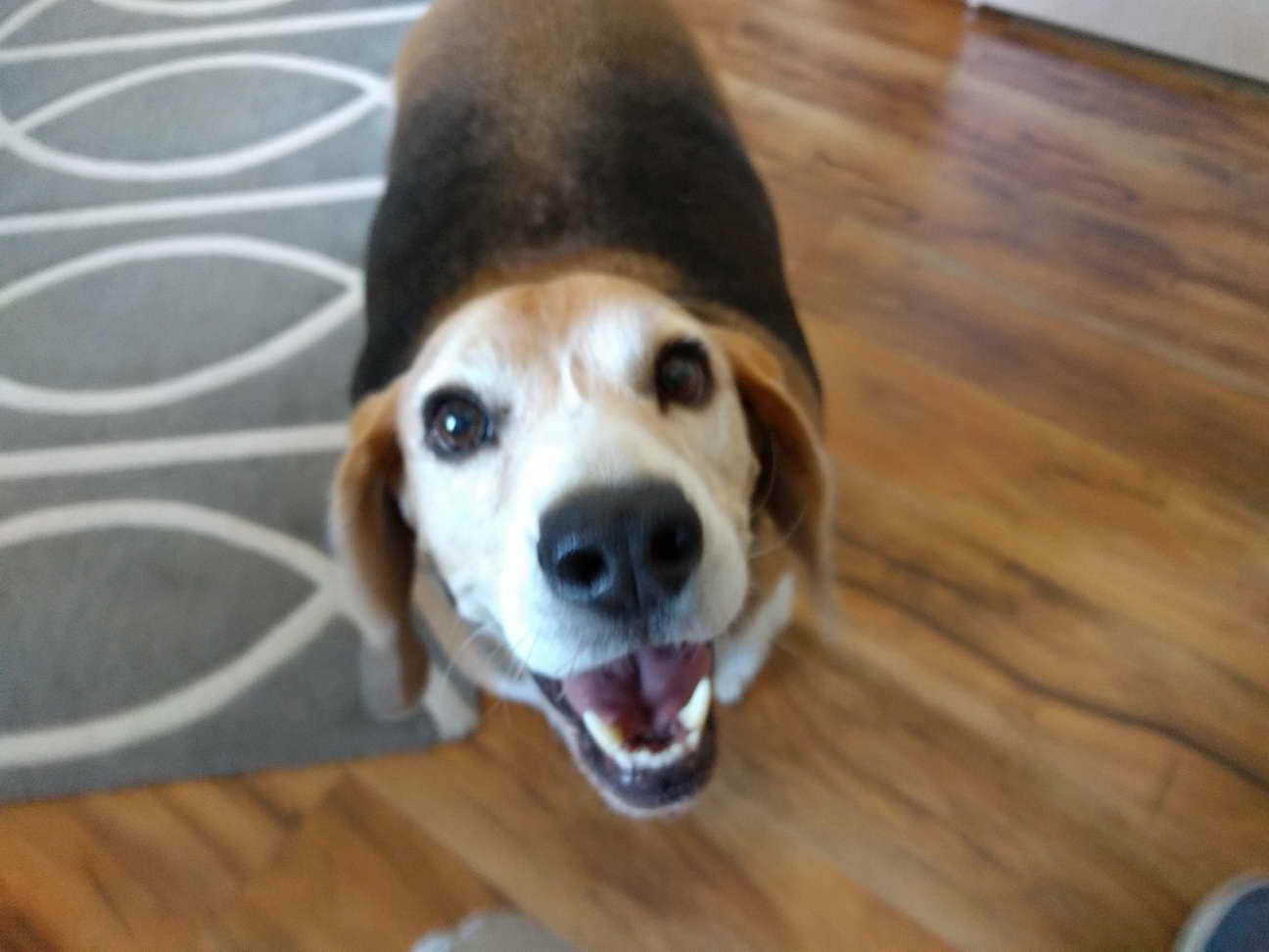 Beagle Adoption Az