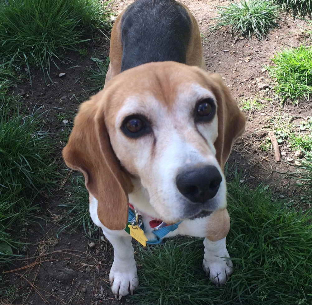 Beagle Adoption Los Angeles