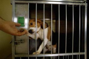 Beagle Animal Testing