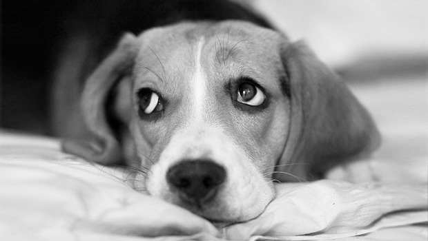 Beagle Anxiety