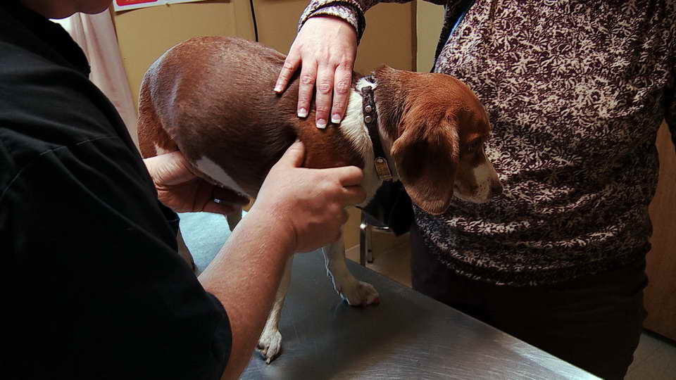 Beagle Arthritis