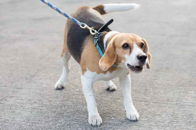 Beagle Bark Collar