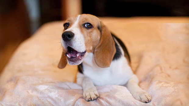 Beagle Barking