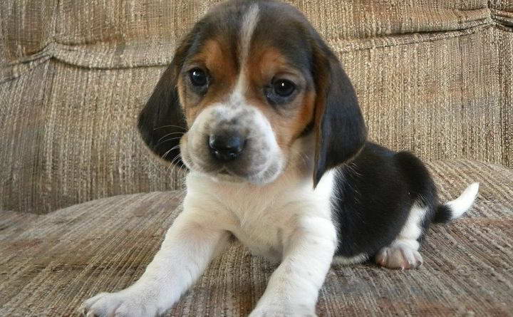 Beagle Basset Hound Mix Puppies