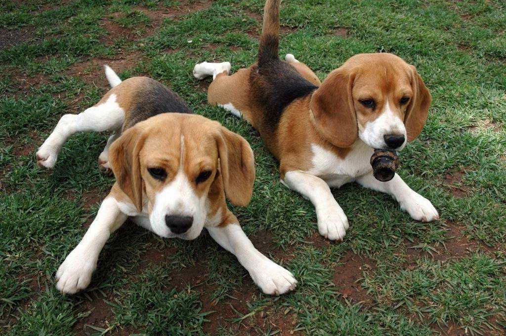 Beagle Basset Hound Puppies For Sale