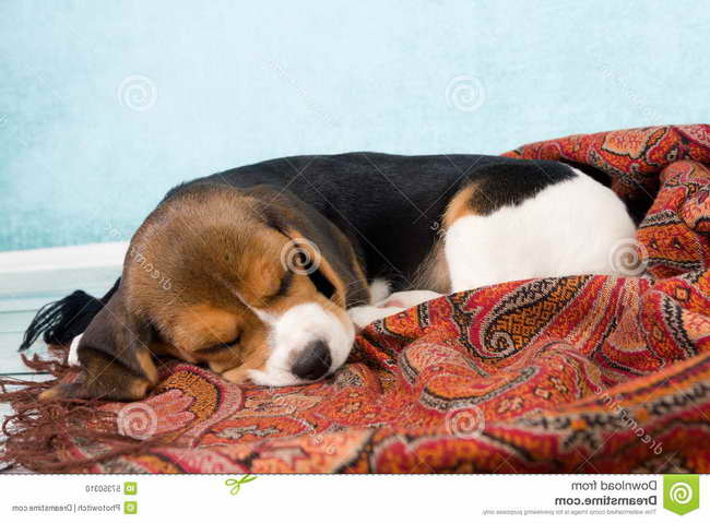 Beagle Blanket