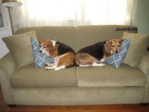 Beagle Bookends