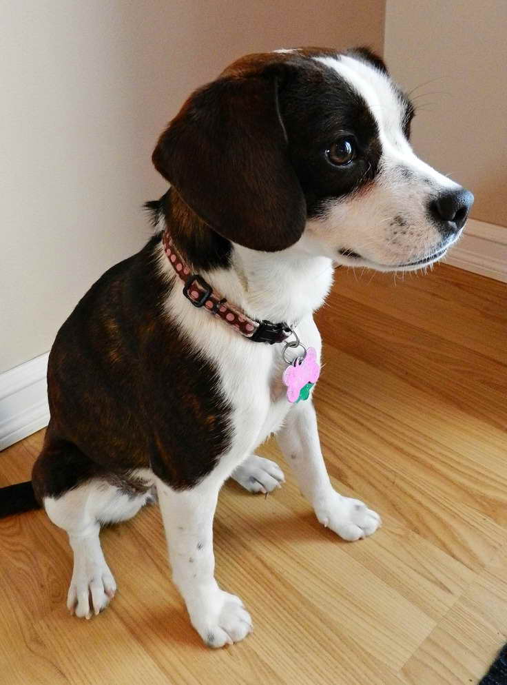 Beagle Boston Terrier Mix