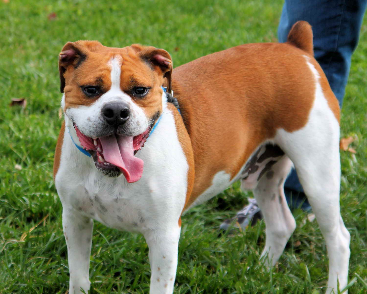 beagle boxer mix for adoption