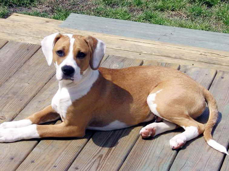 Beagle Boxer Mix Puppies For Sale