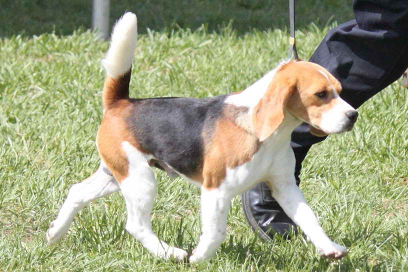 Beagle Breed Info