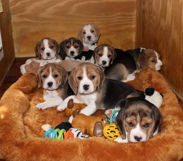 Beagle Breeder