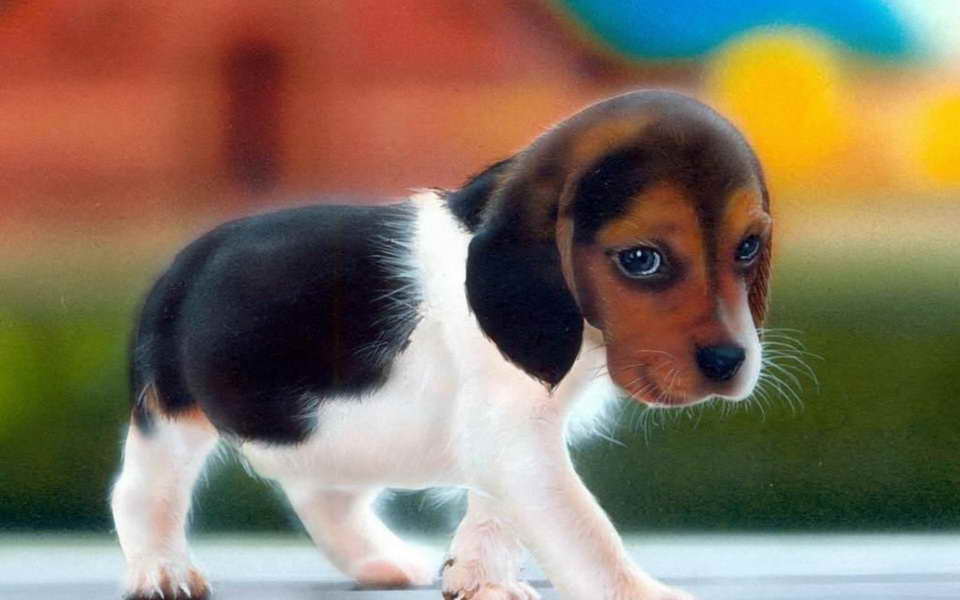 Beagle Breeders Florida