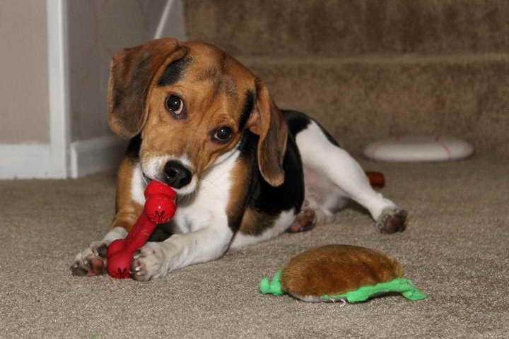 Beagle Breeders Illinois