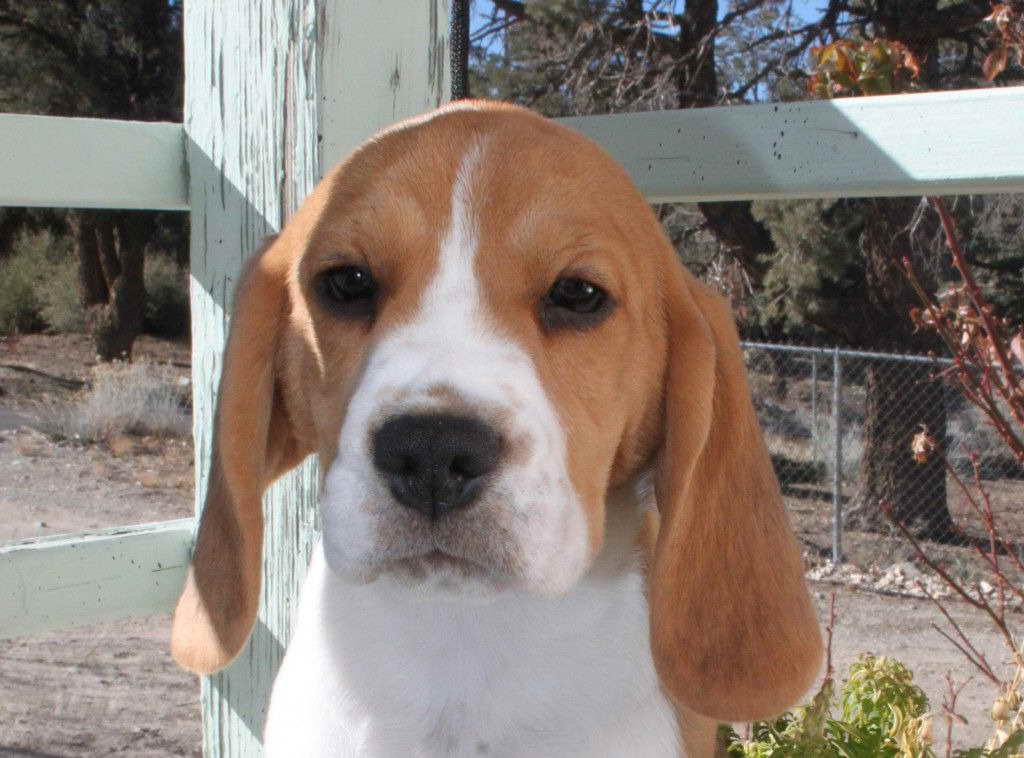 Beagle Breeders In California