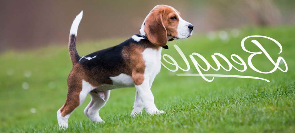 Beagle Breeders In Florida